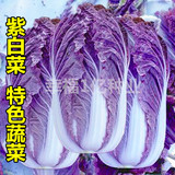 寿光春播奇趣植物特色蔬菜种子批发紫宝紫白菜特色大白菜种子