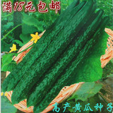 18元包邮 夏青强盛黄瓜种子 高产杂交一代蔬果菜籽 爬藤带刺水果