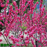 碧桃种子 又名千叶桃花 观赏桃花种子 桃树 绿化风景树盆栽种子