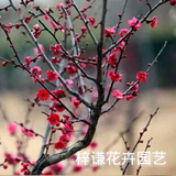 【特价包邮】盆景花卉树桩腊梅花苗 乌梅高档盆栽当年开花包成活