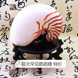 特价天然大海螺贝壳鹦鹉螺 四大名螺之一 收藏摆件道具礼品纪念品