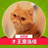 出售纯种加菲猫 异国短毛猫 宠物猫 幼猫活体 加菲猫平面脸咖啡猫