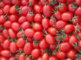 小菜农新鲜有机水果圣女果称珍珠小番茄樱桃小番茄500g