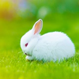 宠物小白兔子活体 宠物兔兔宝宝 包活包运输风险 已打疫苗