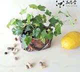 常春藤 吊兰阳台桌面盆栽水培吊兰植物去除90%苯 净化空气可土培