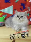 ◤萌爱猫舍◥(定出)纯种宠物猫活体*金吉拉猫长毛银渐层波斯猫DD