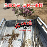 庭院植物 风景树苗 日本樱花 粗3公分 可盆栽 全国包邮