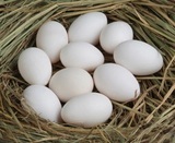 贵妃鸡受精蛋   种蛋（买九送一）