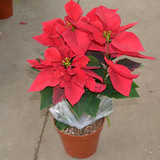 极品喜庆植物 大红色的花卉盆栽 净化空气绿植 圣诞红一品红苏州