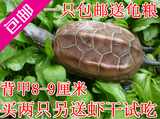 大小乌龟活体 中华草龟冷水龟陆金线墨龟一只8-9厘米包邮
