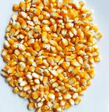 15玉米粒 农家自产有机豆浆玉米 鸽子兔子饲料 五谷杂粮 5斤包邮