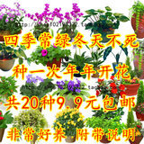 花种子四季种春天播室内阳台盆栽简单花卉易活组合套餐包邮免运费