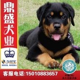 罗威纳犬纯种幼犬出售赛级罗威纳宠物狗狗大型犬护卫犬上门优惠G1