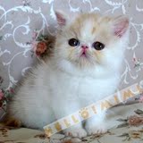 宠物猫咪异国短毛猫加菲猫乳色加白小弟弟北京【HELLO MIMI】