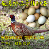 新鲜受精蛋七彩山鸡种蛋野鸡蛋受精率高85%可孵化小鸡苗10个包邮