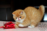 五星旗猫舍 CFA注册赛级加菲猫/异国短毛猫 纯种宠物 红白妹妹