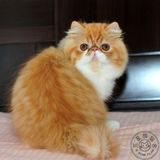 五星旗猫舍 CFA注册赛级加菲猫/异国短毛猫 纯种宠物红白妹妹长毛