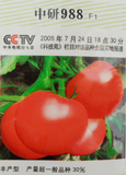 中研988F1番茄种子/中研蔬菜种子农科院 粉红果高产西红柿种子5g