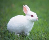 活体小白兔 疫苗全 ，包活好养。送兔粮。笼子另买。