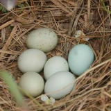 东乡华绿神蛋 江西深山散养黑羽绿壳蛋 土鸡蛋柴鸡蛋适合孕妇宝宝