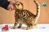 孟加拉豹猫低价直销 纯种幼猫 玫瑰花纹 活体宠物金豹雪豹 公母C4