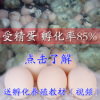 白凤乌鸡种蛋泰和原种乌鸡种蛋贵妃鸡种蛋绿壳受精蛋