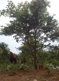正宗嘉宝果树苗，树葡萄大4年苗3CM粗1.4米高（实物图场地和照片