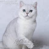 皇后名猫苑 赛级 英国短毛猫 银渐层英短猫 纯种银英短猫 Amy艾咪