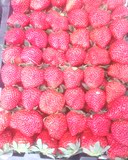 长沙 优质新鲜奶油草莓 水果批发  农家自产 8斤起送货 限长沙市