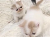 （1000是订金）宠物纯种加菲猫三花儿红虎斑白短毛异短幼猫