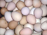 珍珠鸡种蛋受精蛋野鸡山鸡种蛋