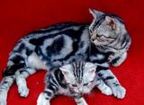 宠物猫美国短毛猫美短银虎斑猫标斑DD 上海实体可上门支持支付宝