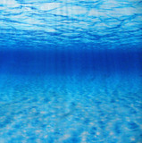 水族背景海底画 水草/海底/岩石 鱼缸造景贴纸高度60cm 长10厘米