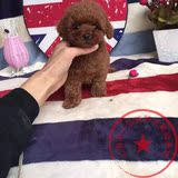 小方体毛量好纯种黑色小体玩具泰迪犬幼犬出售，贵宾茶杯犬宠物狗