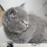 英短短毛猫 英短 蓝猫 灰猫 弟弟GG 纯种猫 灰猫 猫咪 活体猫公猫