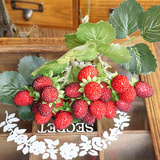 仿真植物浆果树莓zakka 森女假花家居饰品客厅摆件塑料仿真花批发