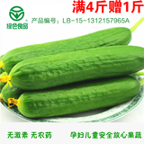 寿光绿色有机新鲜蔬菜水果小黄瓜可生吃农家自种无农药激素满4赠1