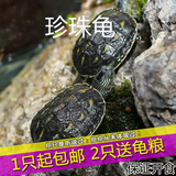 珍珠龟 台湾花龟中华草龟苗 活体宠物乌龟水龟 招财龟全品 包邮