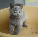 皇城名猫 赛级CAA蓝色英短蓝猫英国短毛猫幼猫MM宠物猫