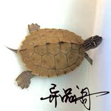 异品阁 密西西比地图龟苗 宠物龟活体 黄耳龟东锦龟水龟草龟6-8CM