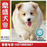 北京犬舍出售双血统赛级边境牧羊犬幼犬 七白 纯种健康宠物狗 B1