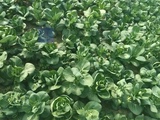 农家自种新鲜青菜苔 有机菜心 菜薹 菜头 露天种植