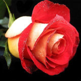 【蓝色玫瑰】玫瑰花苗花卉绿植物室内外盆栽景蔷薇树状月季科包邮