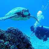 美国夏威夷一日游个人旅游签电话卡自由行租车潜水体验门票酒店浮