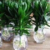 深圳鲜花速递观音竹水培观音办公室内盆栽植物也可土培有水就成活