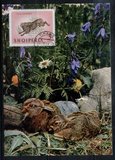 L5586阿尔巴尼亚1964动物兔子极限片