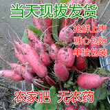 老王农家自种新鲜蔬菜红皮小水萝卜红皮嫩萝卜农产品拍3件包邮
