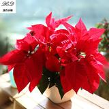 圣诞花盆栽 一品红 圣诞红 年宵花/盆花 节日点缀用花 量大从优
