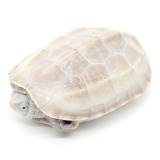 草龟 长寿龟 白玉龟 活体白化精品龟 金线龟 宠物龟 变异乌龟活体