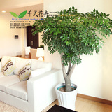 【只卖南宁】办公室室内大型绿色植物盆栽 幸福树 净化空气